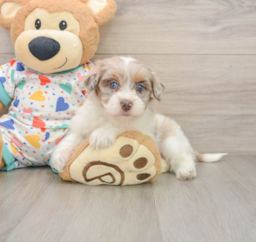 8 week old Havapoo Puppy For Sale - Pilesgrove Pups