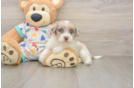 Havapoo Puppy for Adoption
