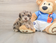 5 week old Havapoo Puppy For Sale - Pilesgrove Pups