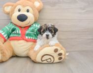 6 week old Havapoo Puppy For Sale - Pilesgrove Pups