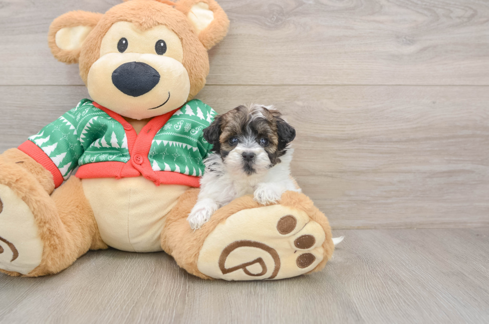 5 week old Havapoo Puppy For Sale - Pilesgrove Pups