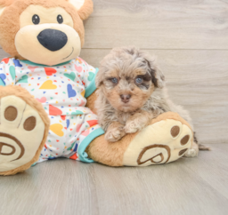8 week old Havapoo Puppy For Sale - Pilesgrove Pups