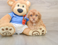 5 week old Havapoo Puppy For Sale - Pilesgrove Pups