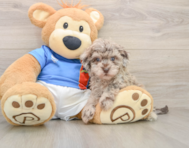 6 week old Havapoo Puppy For Sale - Pilesgrove Pups
