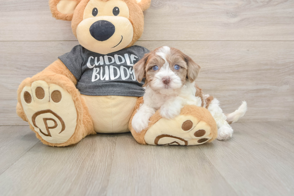 Havapoo Puppy for Adoption