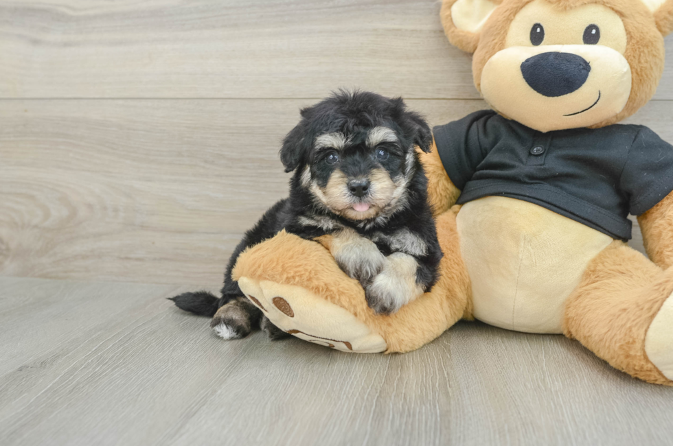 5 week old Havapoo Puppy For Sale - Pilesgrove Pups