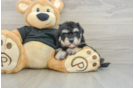 Best Havapoo Baby