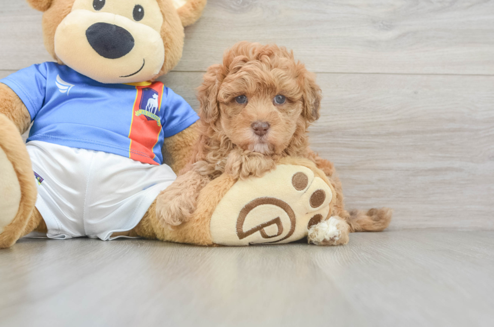 5 week old Havapoo Puppy For Sale - Pilesgrove Pups