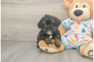 Havapoo Pup Being Cute