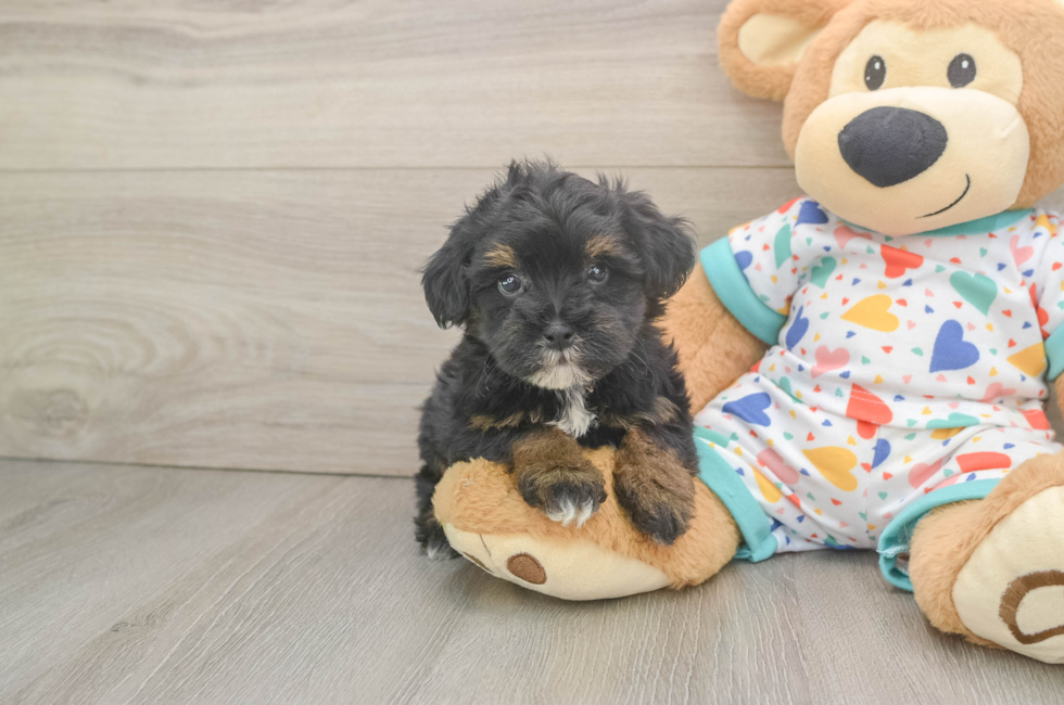 5 week old Havapoo Puppy For Sale - Pilesgrove Pups