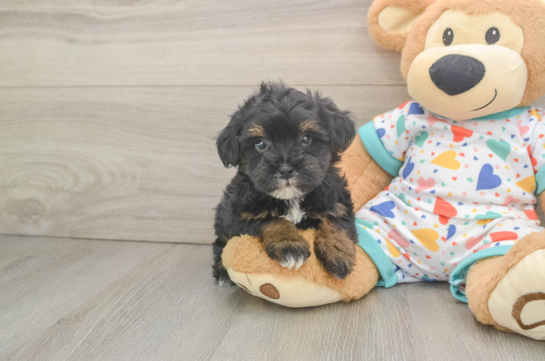 Havapoo Pup Being Cute