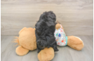Havapoo Pup Being Cute