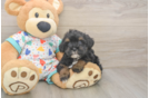 Havapoo Puppy for Adoption
