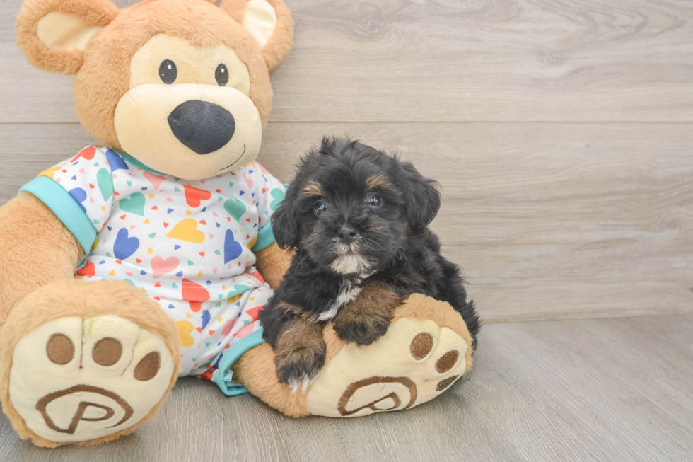 Havapoo Puppy for Adoption