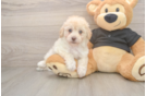 Havapoo Puppy for Adoption