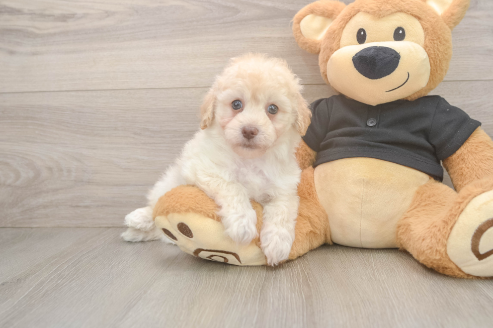 Havapoo Puppy for Adoption