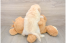 Energetic Havadoodle Poodle Mix Puppy