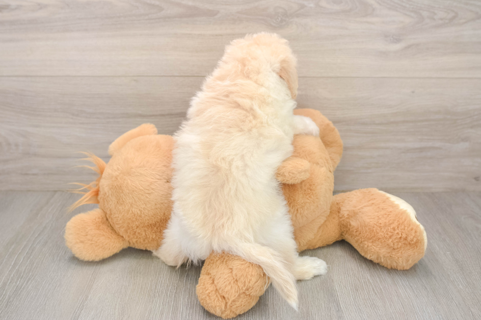Energetic Havadoodle Poodle Mix Puppy