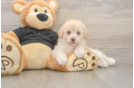Popular Havapoo Poodle Mix Pup
