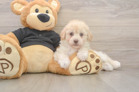Popular Havapoo Poodle Mix Pup