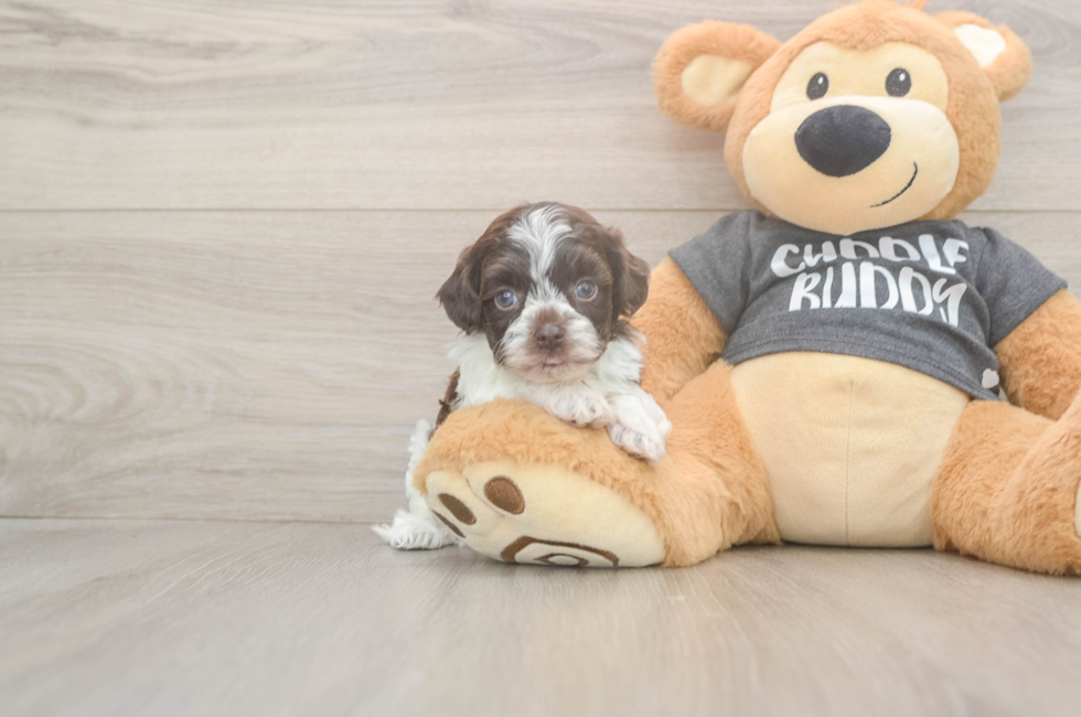 5 week old Havapoo Puppy For Sale - Pilesgrove Pups