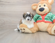 6 week old Havapoo Puppy For Sale - Pilesgrove Pups