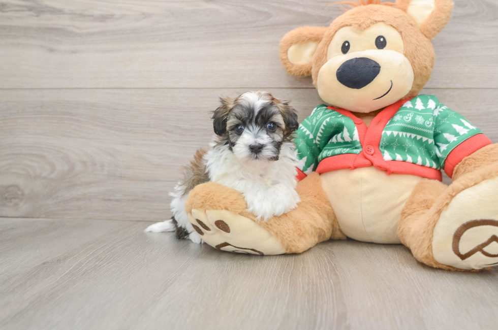 5 week old Havapoo Puppy For Sale - Pilesgrove Pups