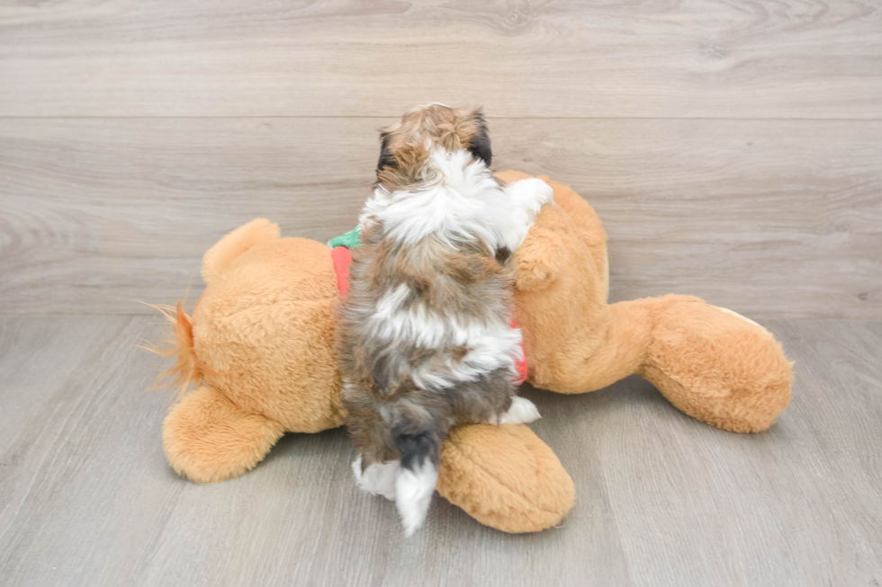 Playful Havadoodle Poodle Mix Puppy