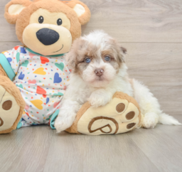 8 week old Havapoo Puppy For Sale - Pilesgrove Pups