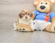 5 week old Havapoo Puppy For Sale - Pilesgrove Pups