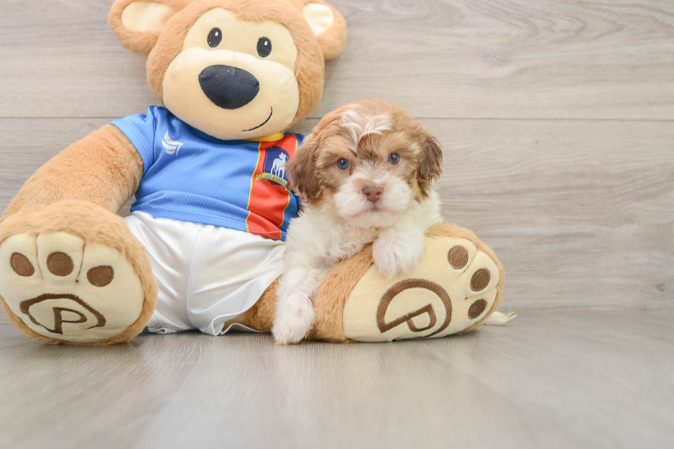 Fluffy Havapoo Poodle Mix Pup