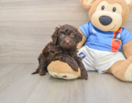 5 week old Havapoo Puppy For Sale - Pilesgrove Pups