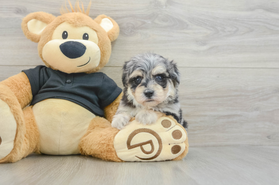 5 week old Havapoo Puppy For Sale - Pilesgrove Pups