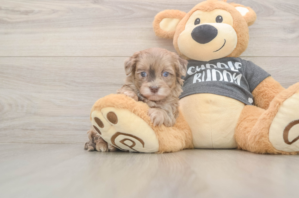 5 week old Havapoo Puppy For Sale - Pilesgrove Pups