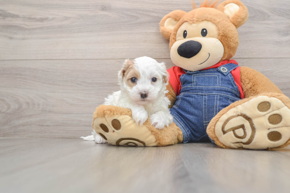 Havapoo Puppy for Adoption