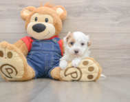 7 week old Havapoo Puppy For Sale - Pilesgrove Pups