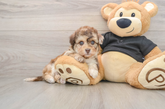 Little Havadoodle Poodle Mix Puppy