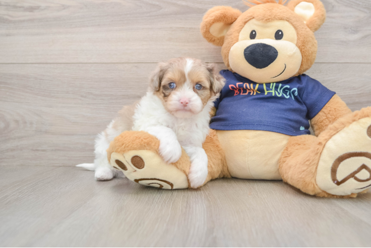 Havapoo Pup Being Cute