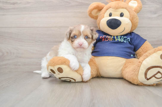 Havapoo Pup Being Cute