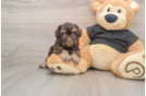Smart Havapoo Poodle Mix Pup