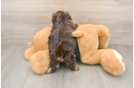 Havapoo Pup Being Cute