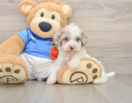 6 week old Havapoo Puppy For Sale - Pilesgrove Pups