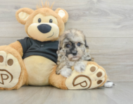 8 week old Havapoo Puppy For Sale - Pilesgrove Pups