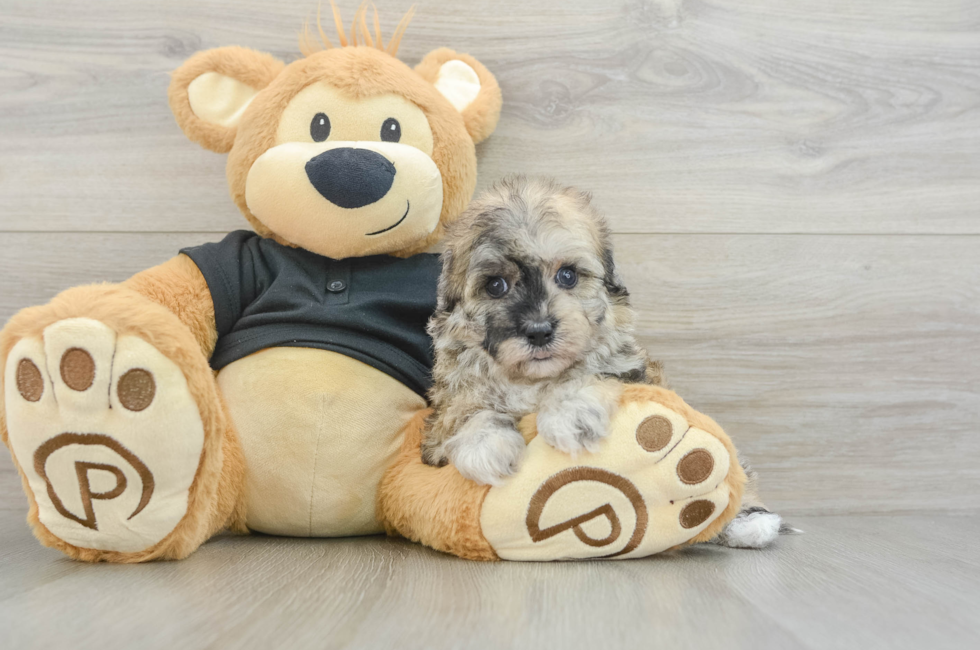 5 week old Havapoo Puppy For Sale - Pilesgrove Pups