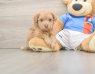 7 week old Havapoo Puppy For Sale - Pilesgrove Pups
