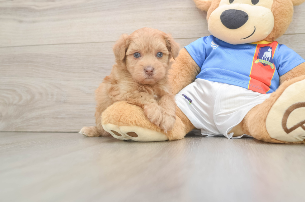 6 week old Havapoo Puppy For Sale - Pilesgrove Pups