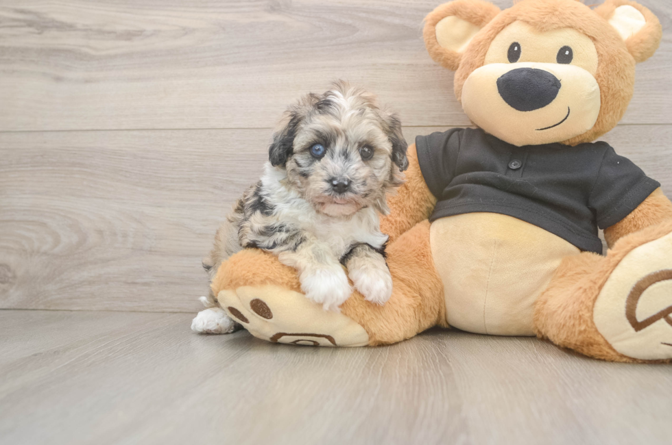 5 week old Havapoo Puppy For Sale - Pilesgrove Pups