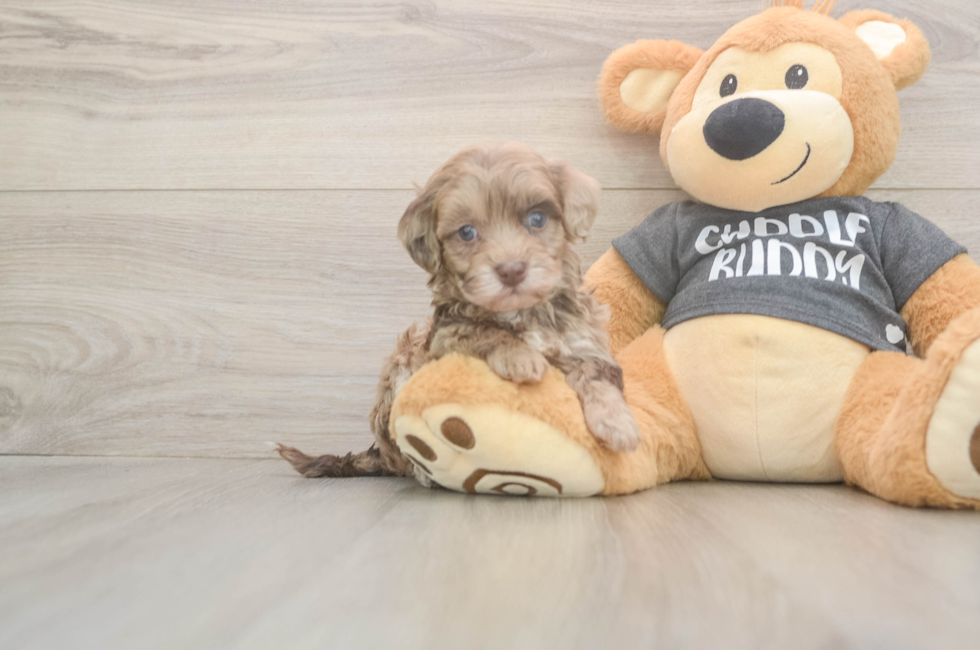 5 week old Havapoo Puppy For Sale - Pilesgrove Pups