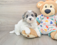 8 week old Havapoo Puppy For Sale - Pilesgrove Pups