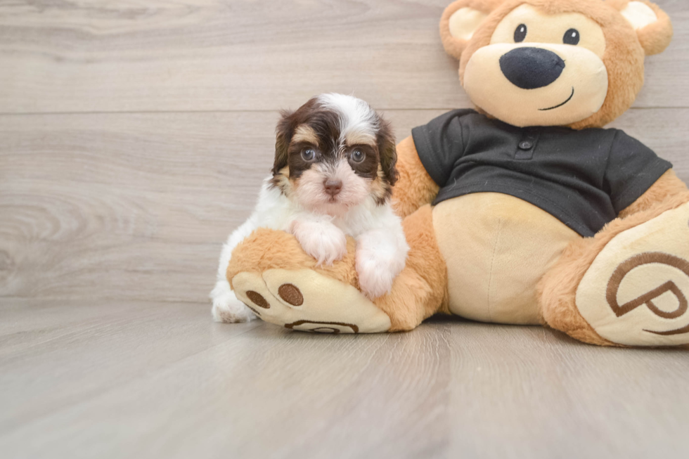 Fluffy Havapoo Poodle Mix Pup